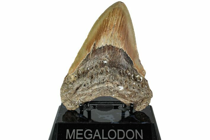 Fossil Megalodon Tooth - North Carolina #226505